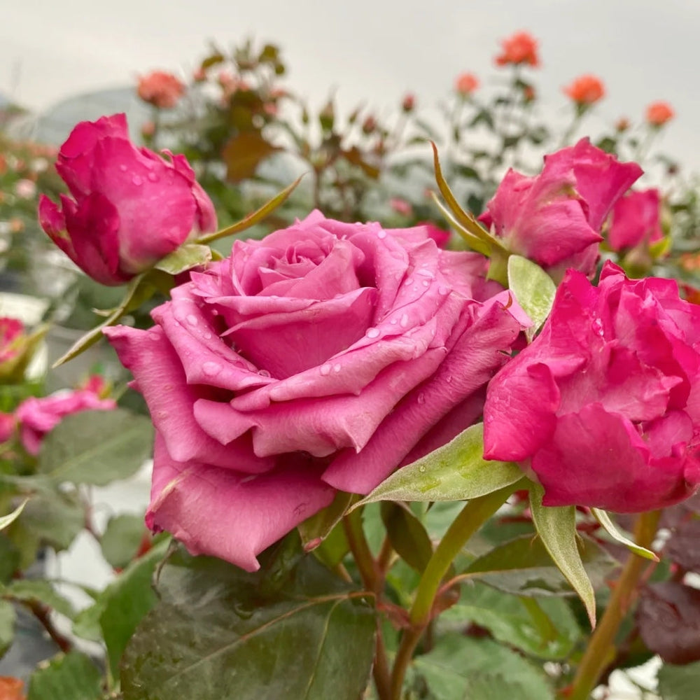Shogun Rose