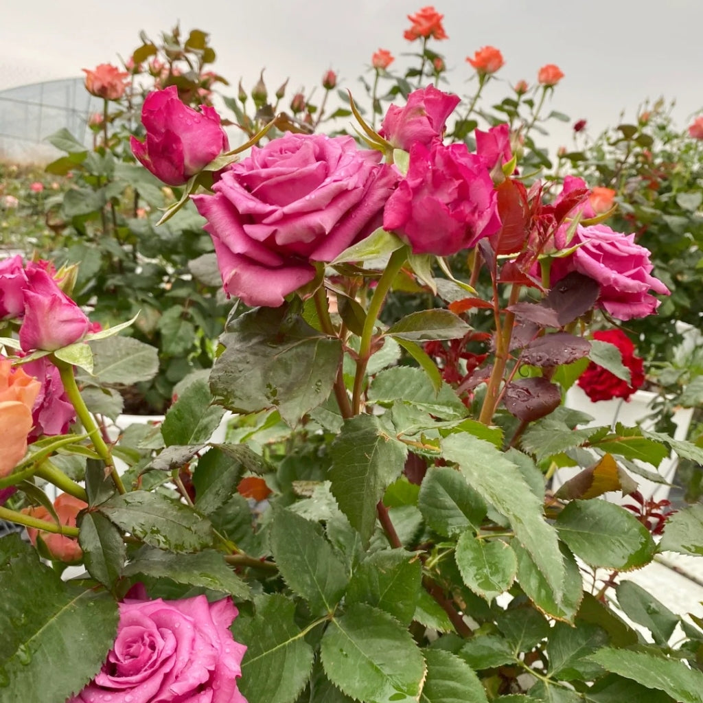 Shogun Rose