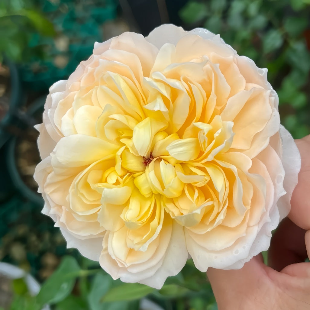 Shreuk Rose