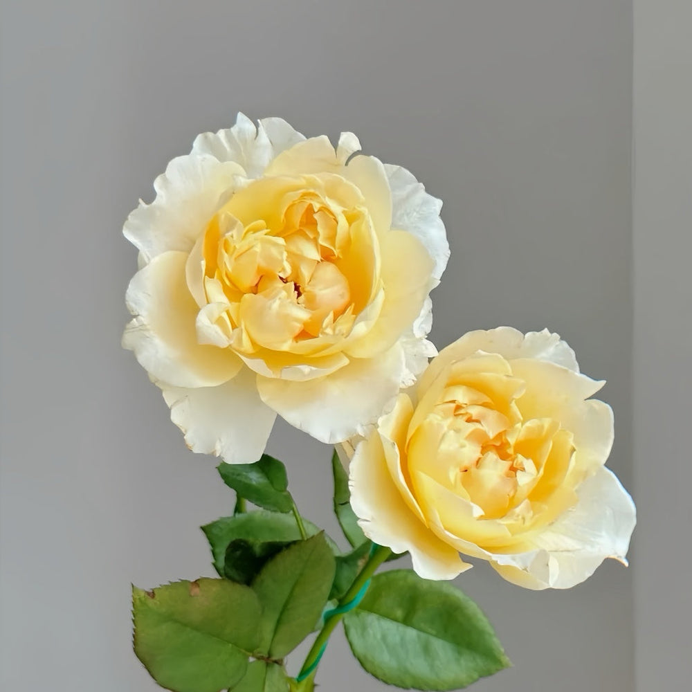 Shreuk Rose
