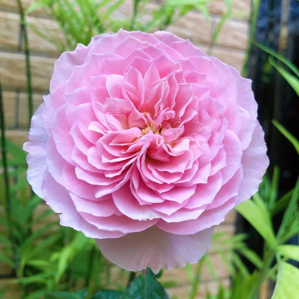 Silas Marner Rose