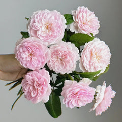 Silas Marner Rose