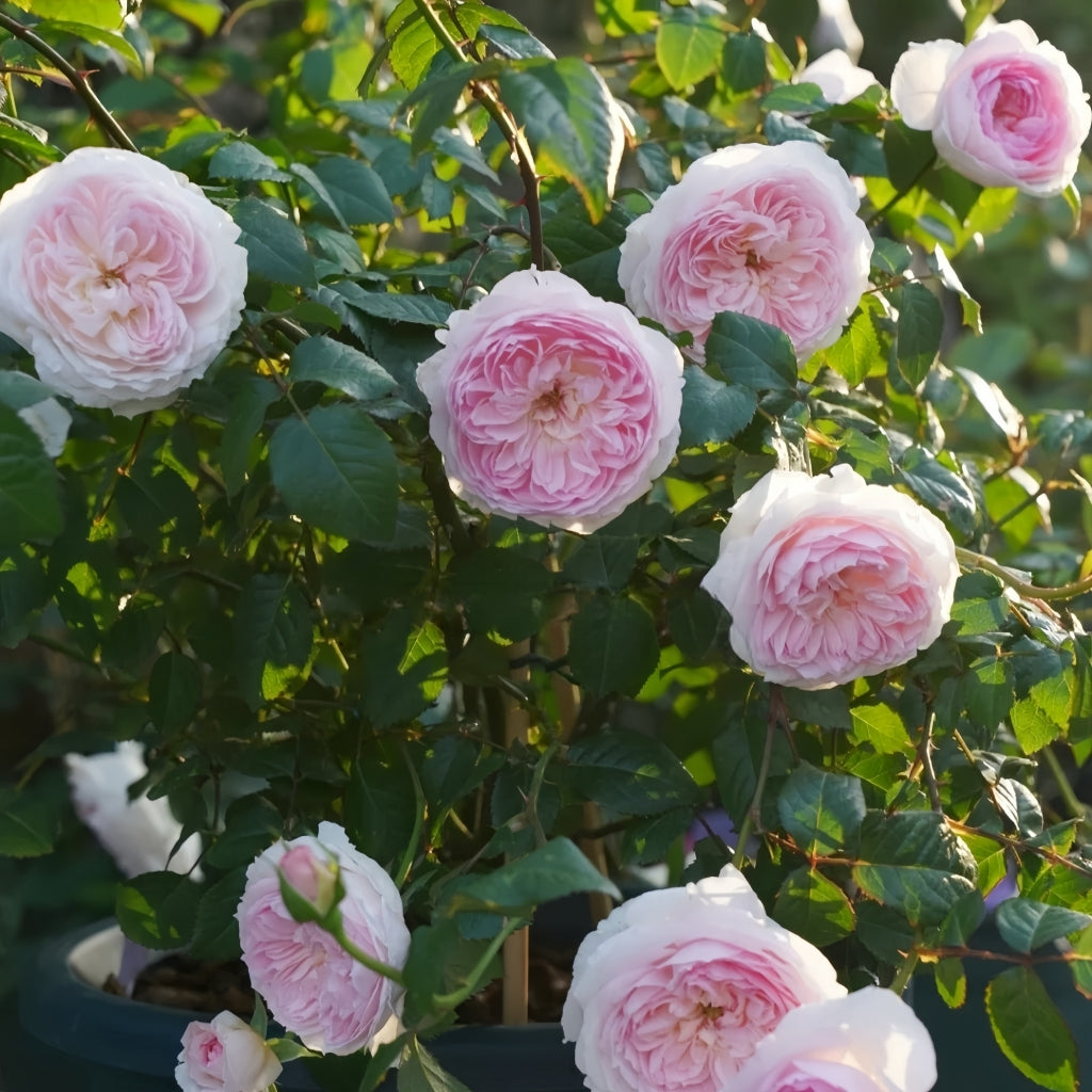 Silas Marner Rose