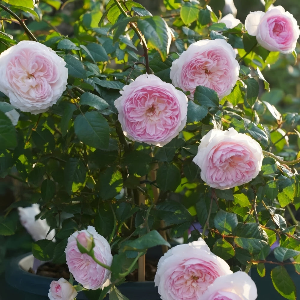 Silas Marner Rose