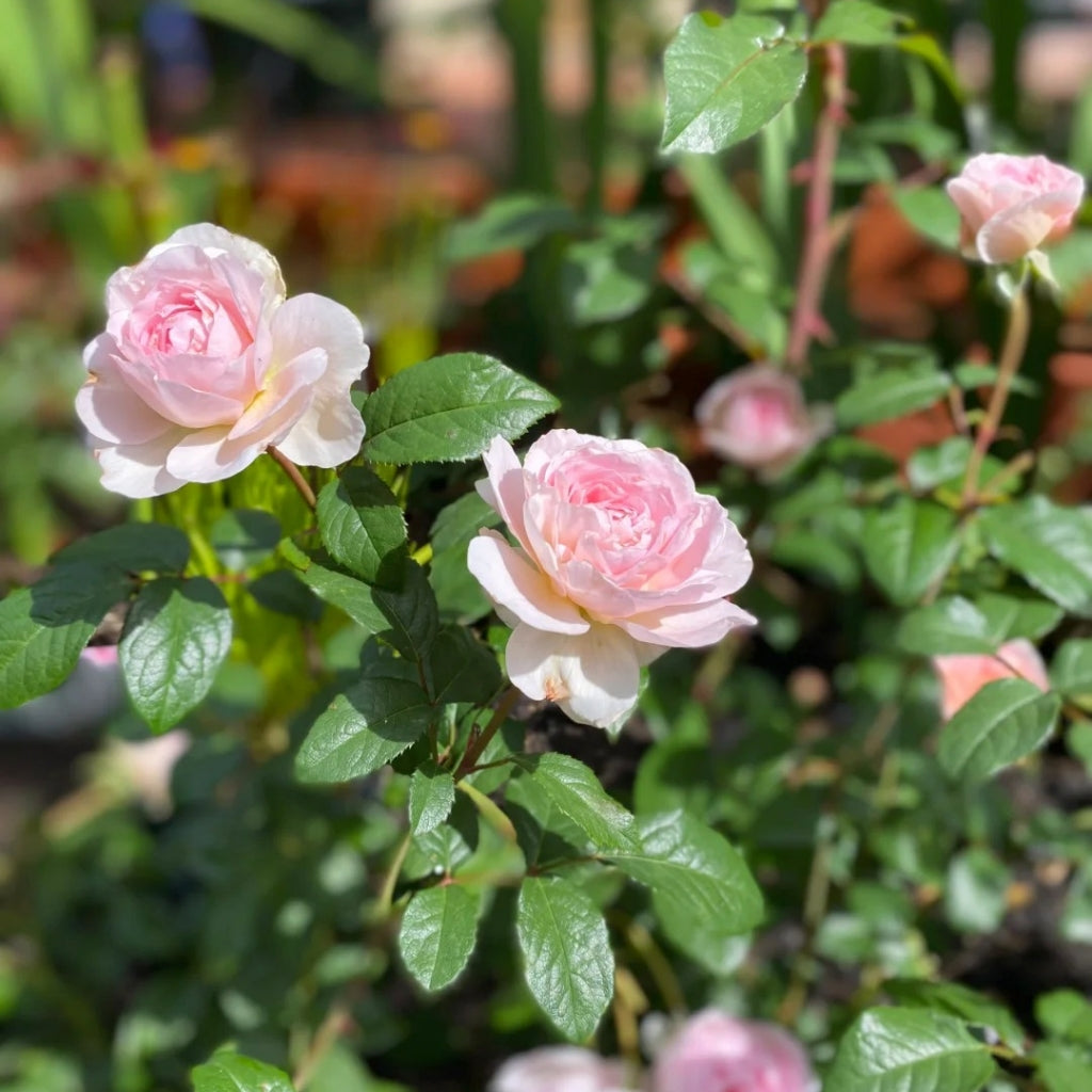 Silas Marner Rose