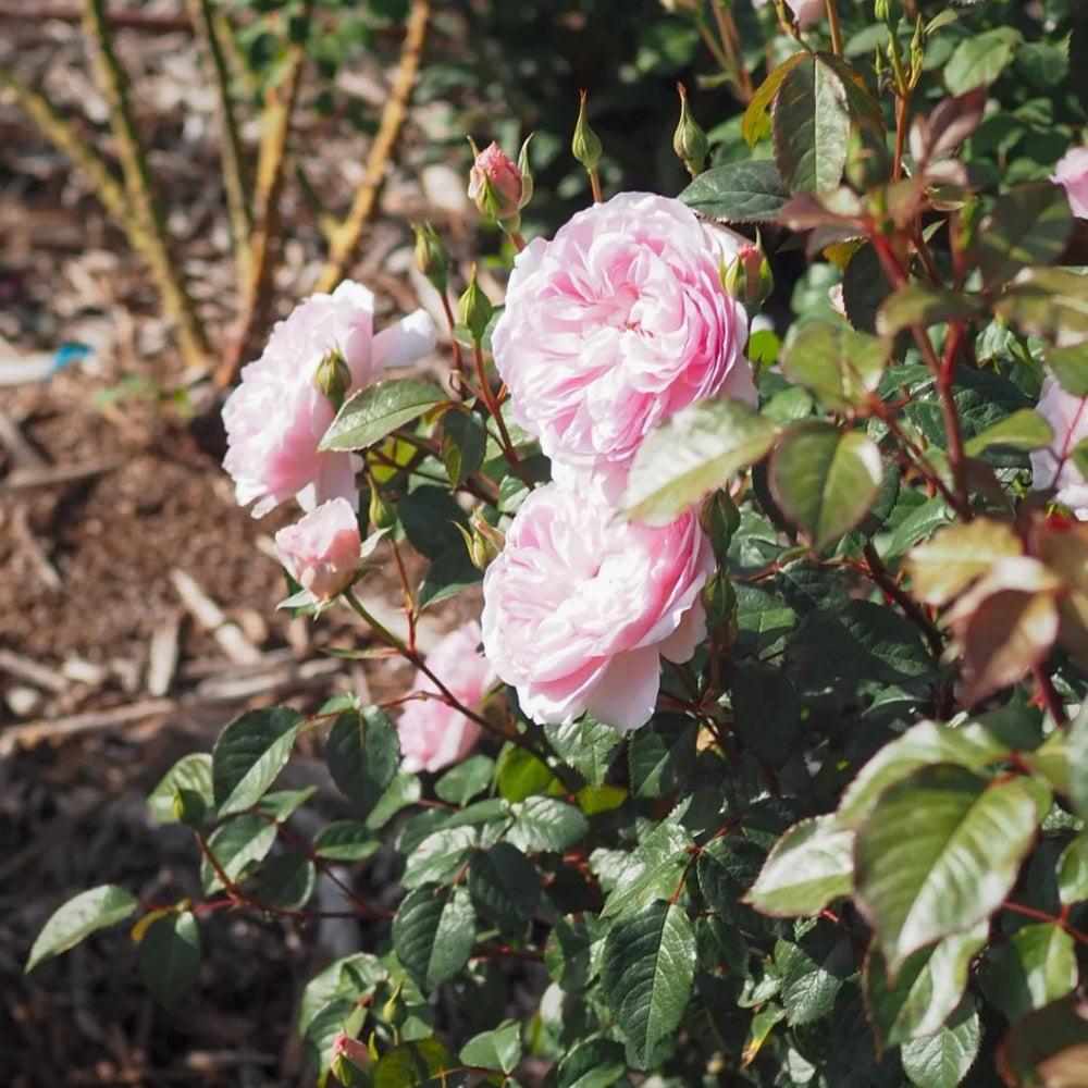Silas Marner Rose