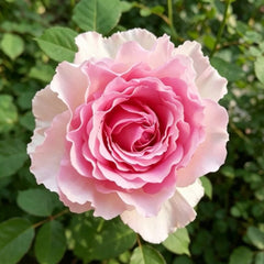 Silk Garment Rose