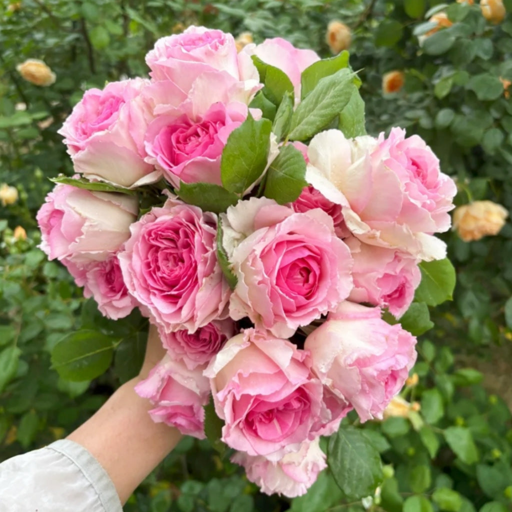 Silk Garment Rose