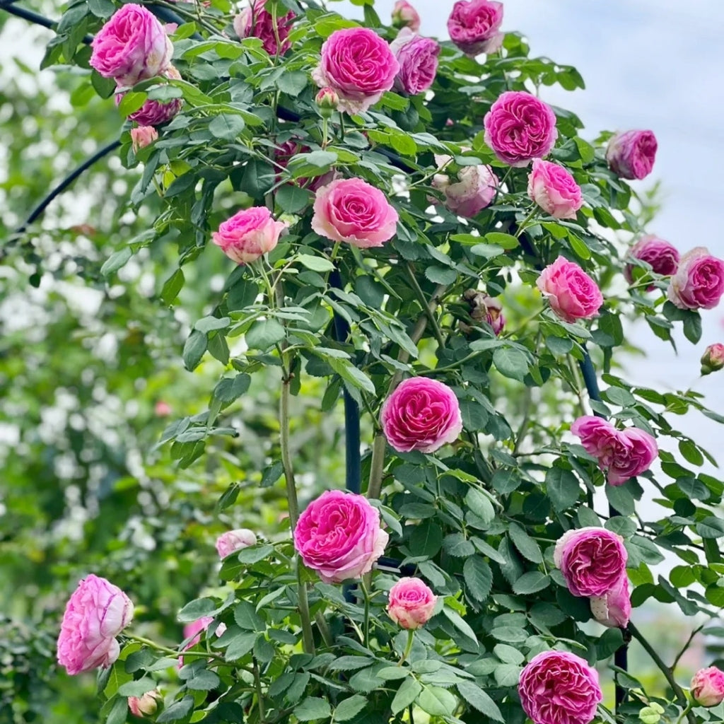 Silk Garment Rose