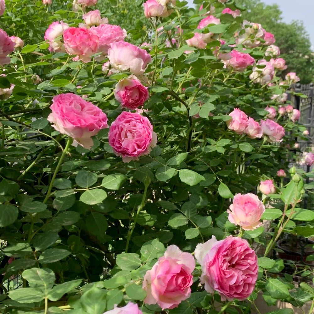 Silk Garment Rose