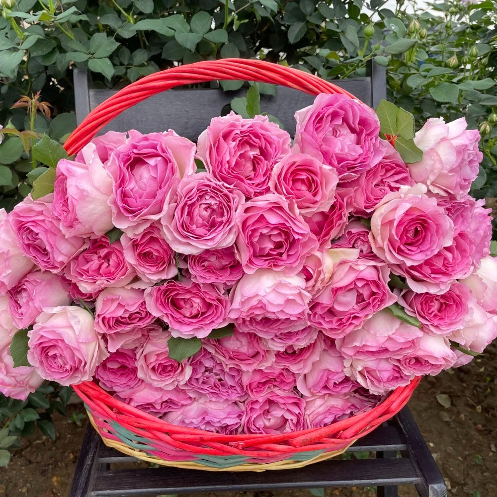 Silk Garment Rose