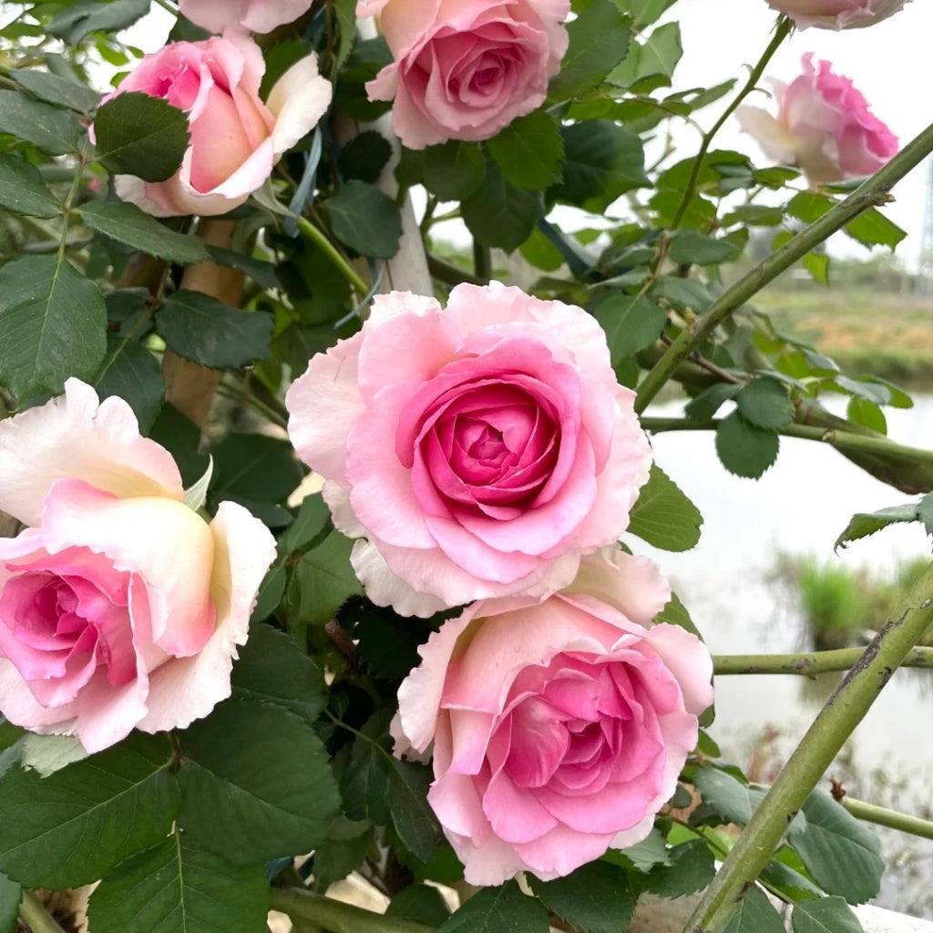 Silk Garment Rose
