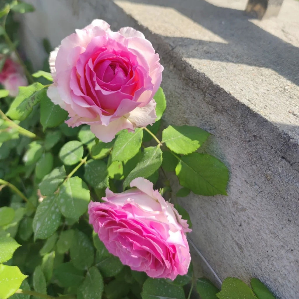 Silk Garment Rose