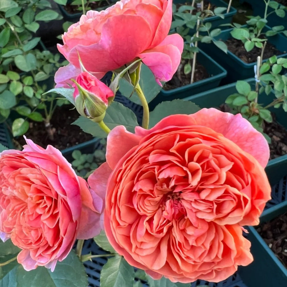 Silk Road Rose