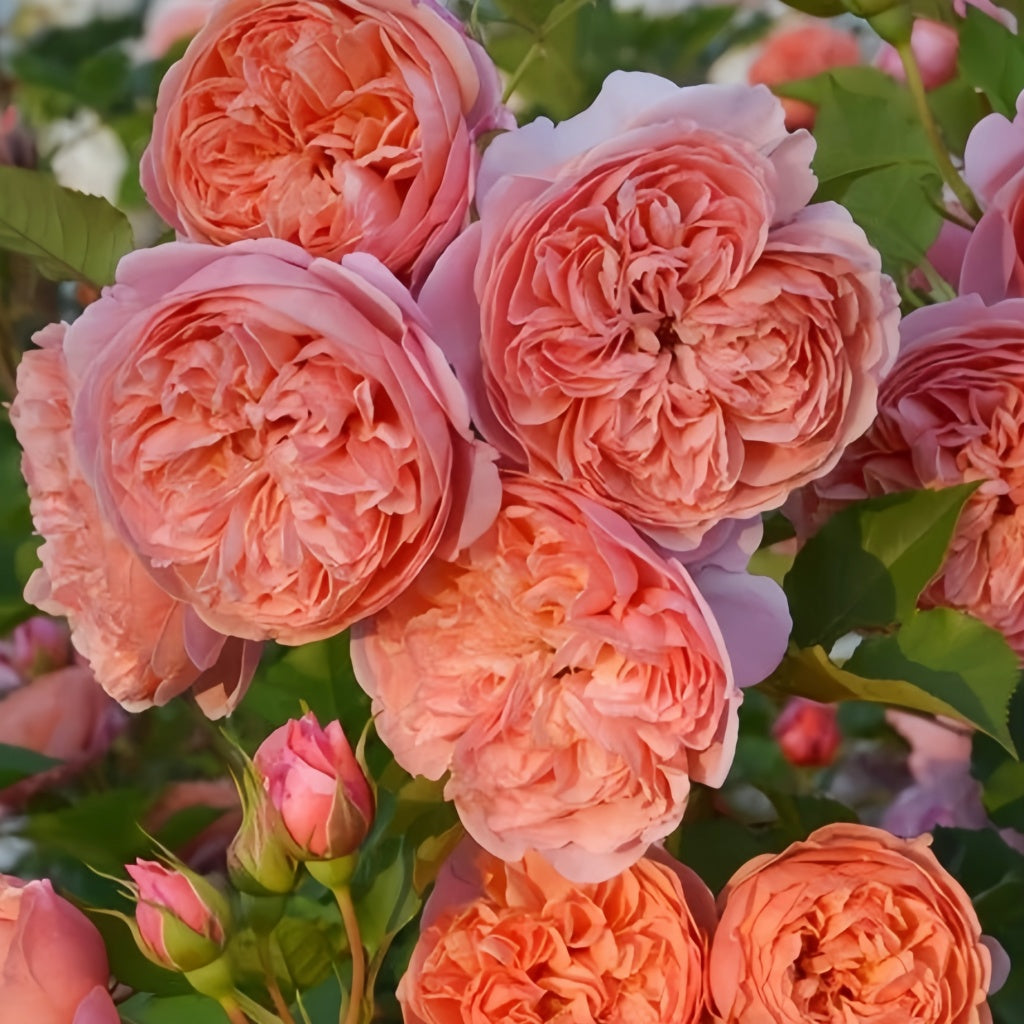 Silk Road Rose