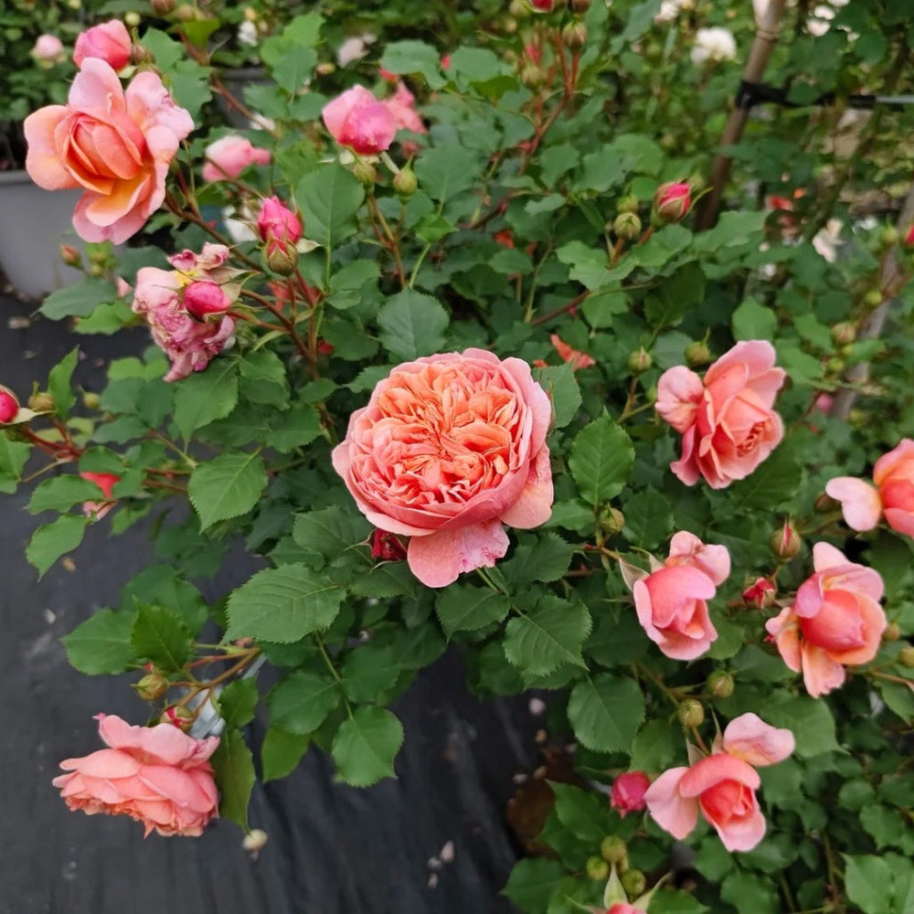 Silk Road Rose