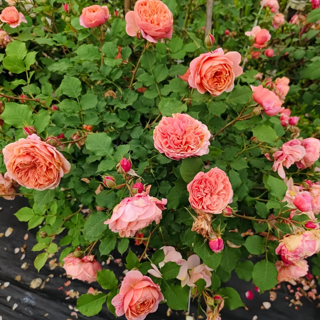Silk Road Rose
