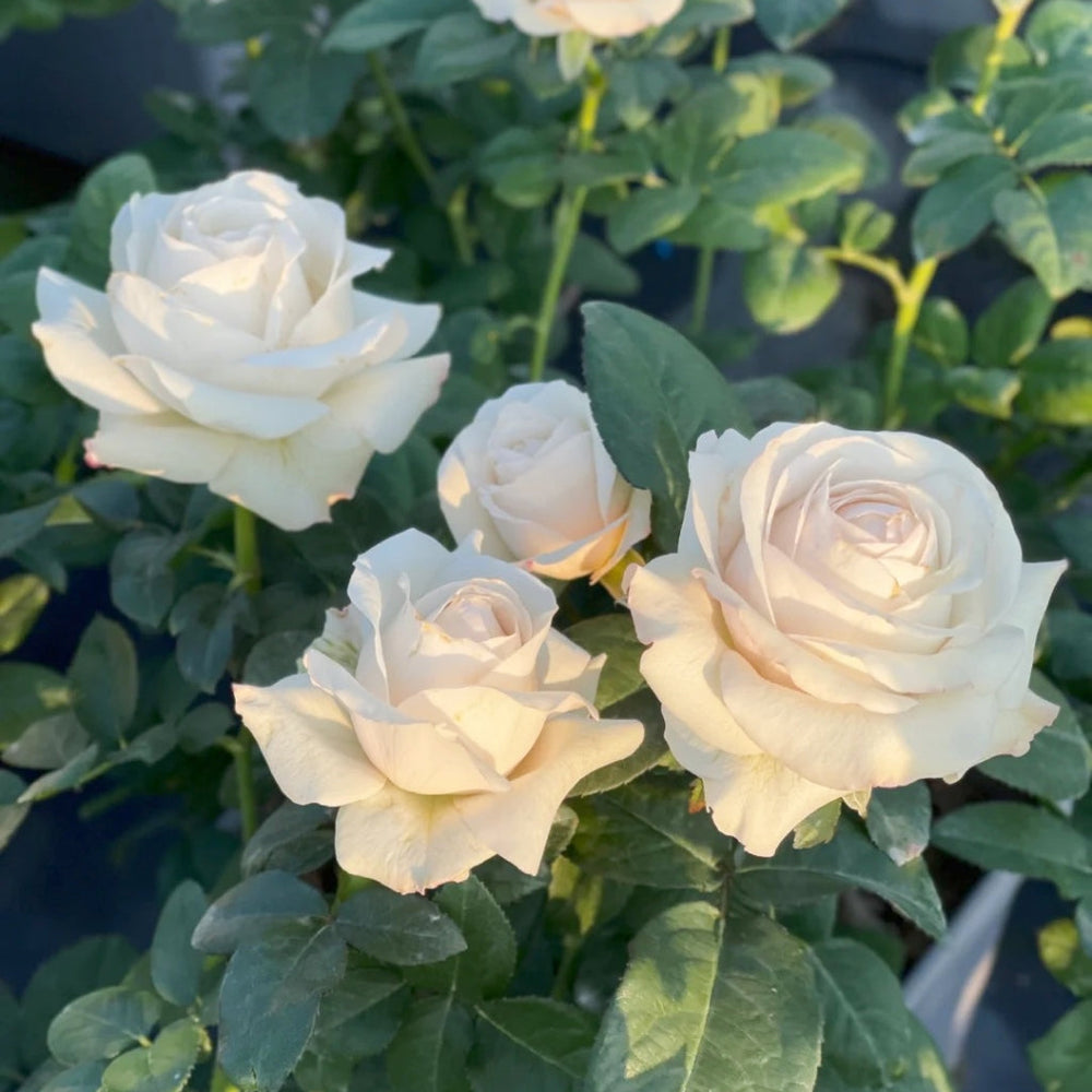 Silver Lining Rose