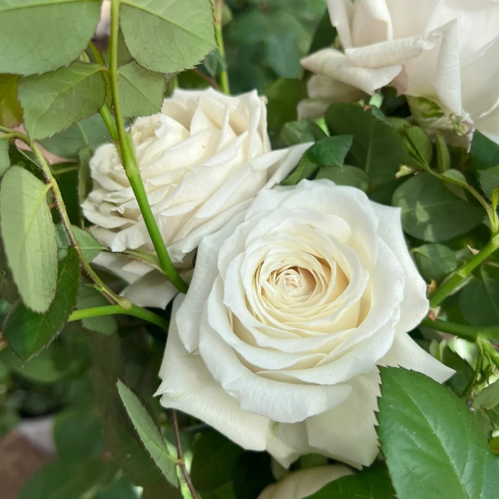 Silver Lining Rose