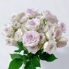 Silver Rain Rose