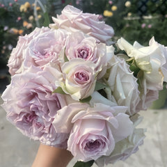 Silver Rain Rose