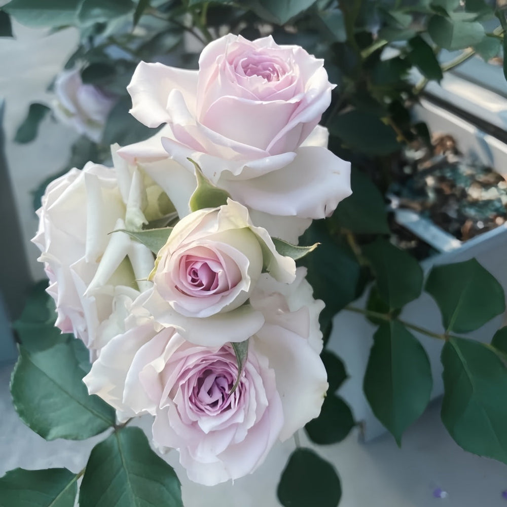 Silver Rain Rose