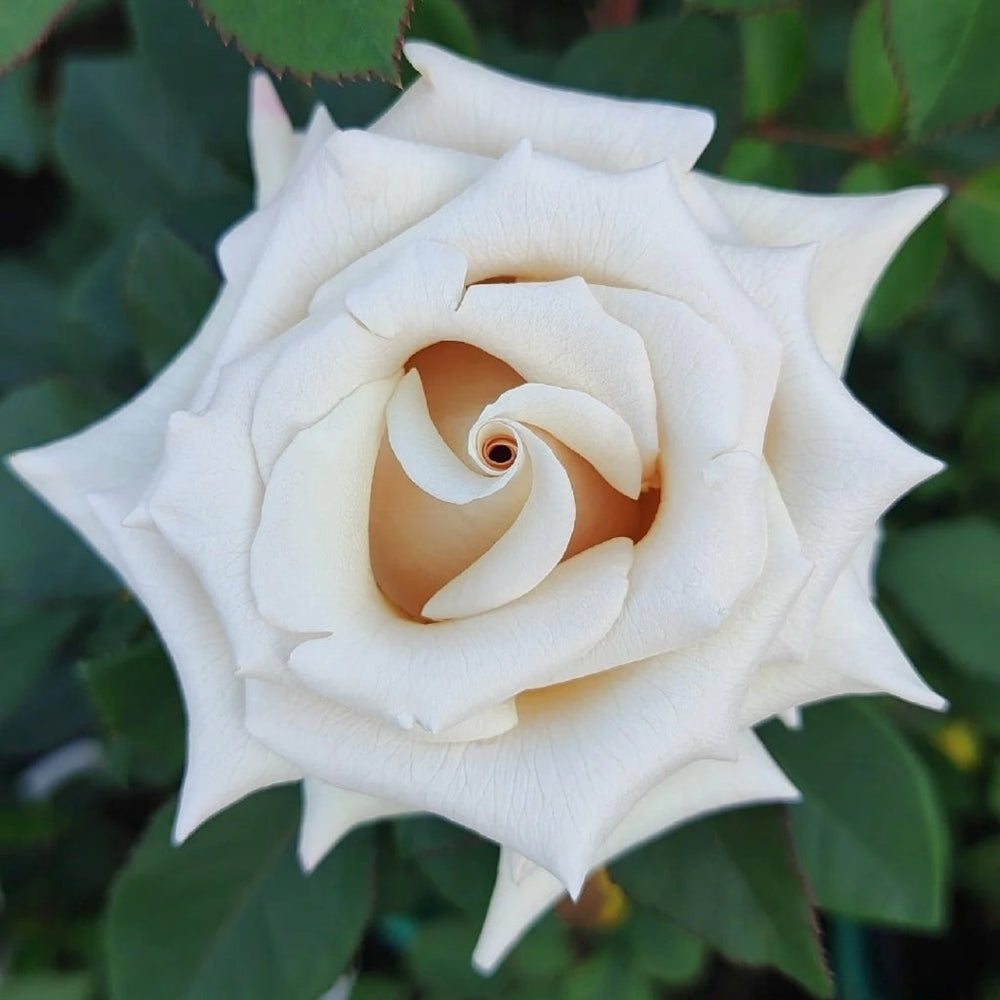 Silver Sand Rose