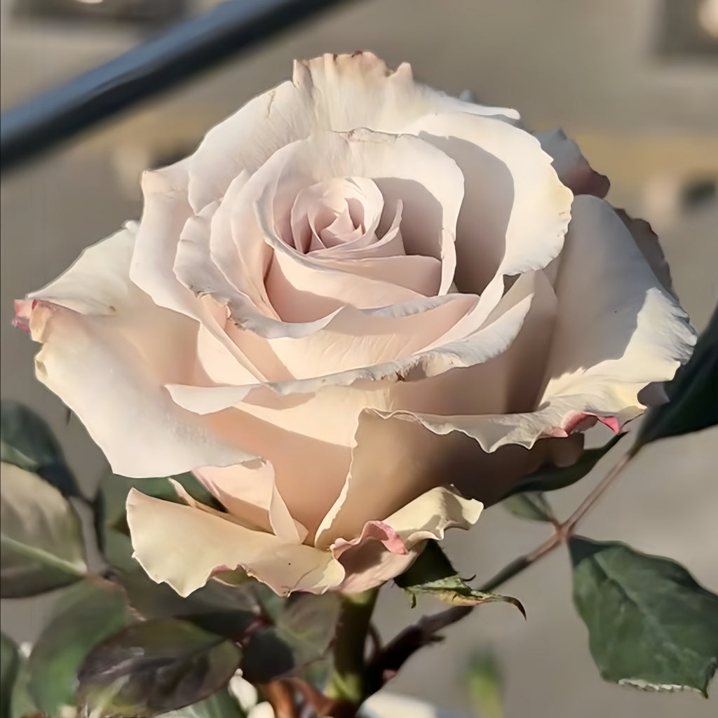 Silver Sand Rose