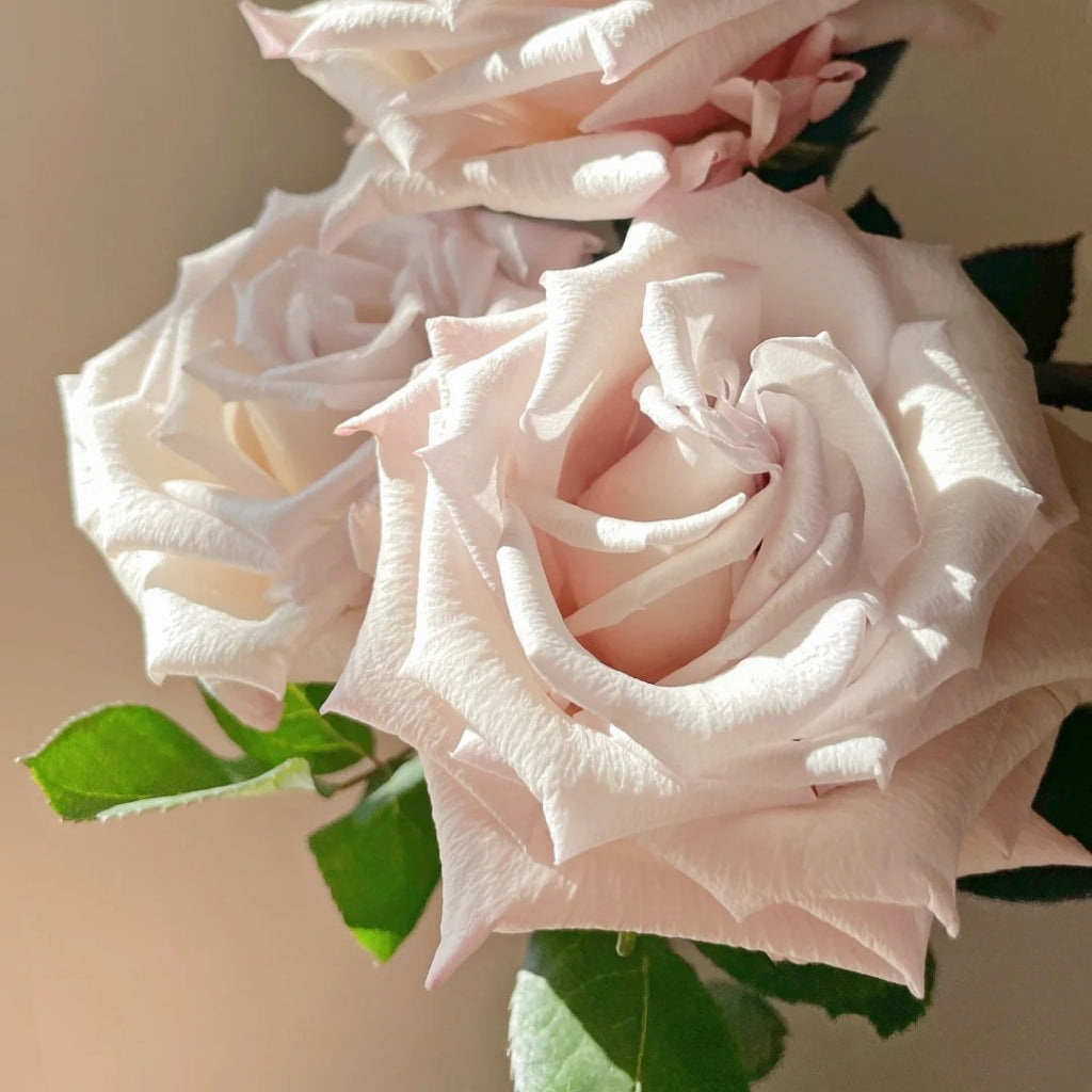 Silver Sand Rose