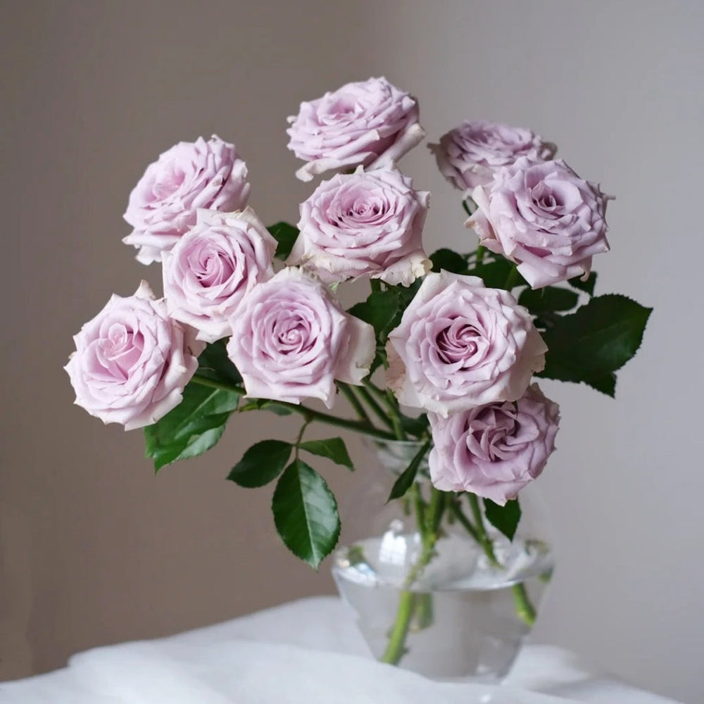 Silvery Light Rose