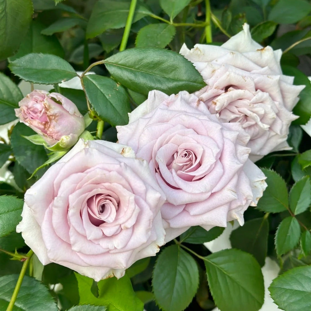 Silvery Light Rose