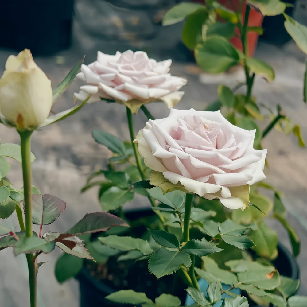 Silvery Light Rose
