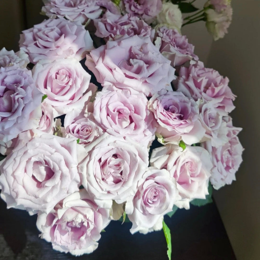 Silvery Light Rose