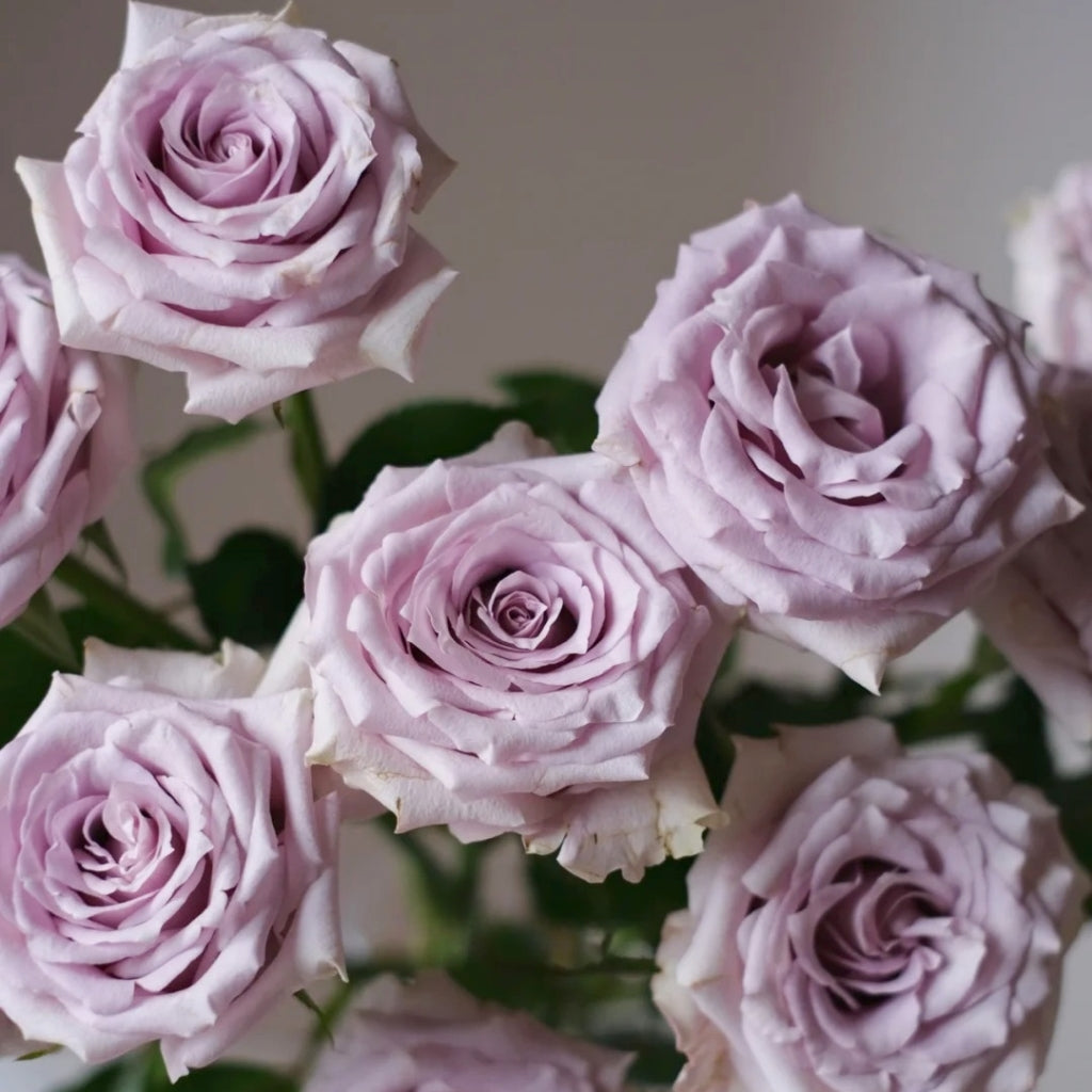 Silvery Light Rose