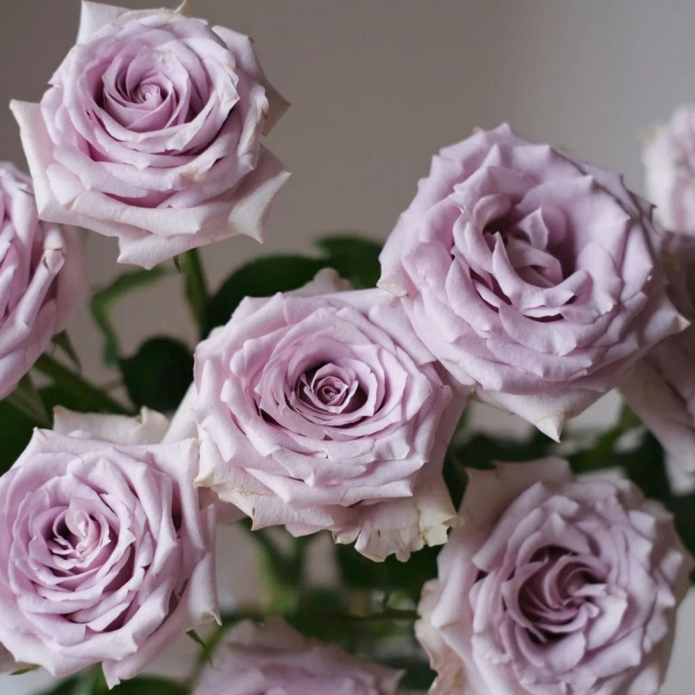 Silvery Light Rose