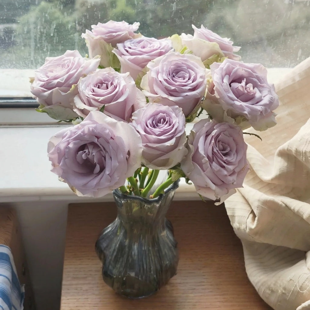 Silvery Light Rose