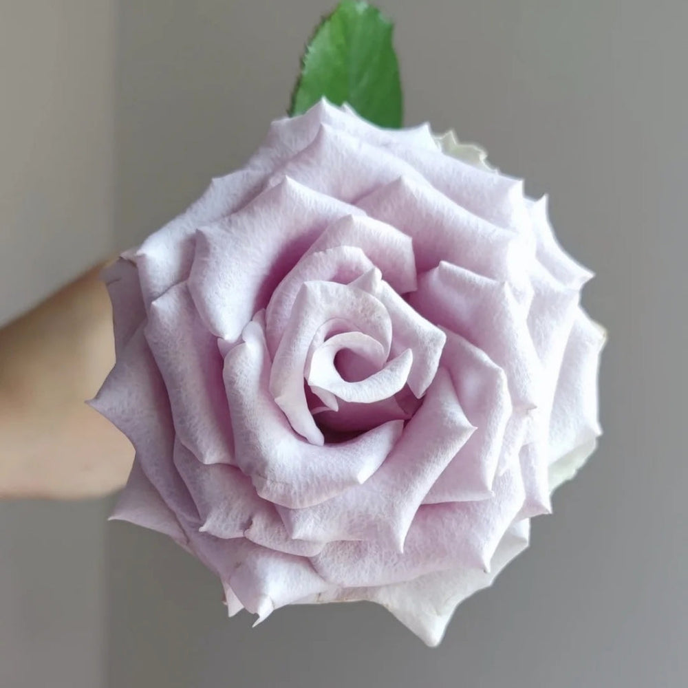 Silvery Light Rose