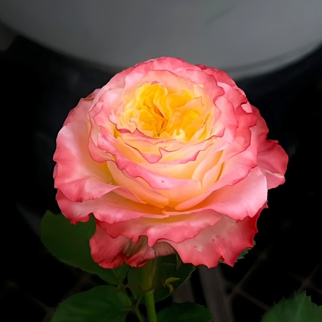 Skittles Rose