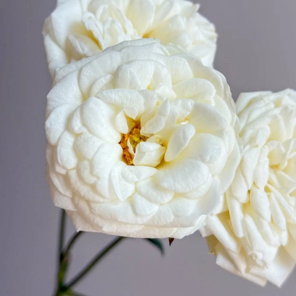 Snowball Rose