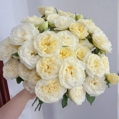 Snowball Rose