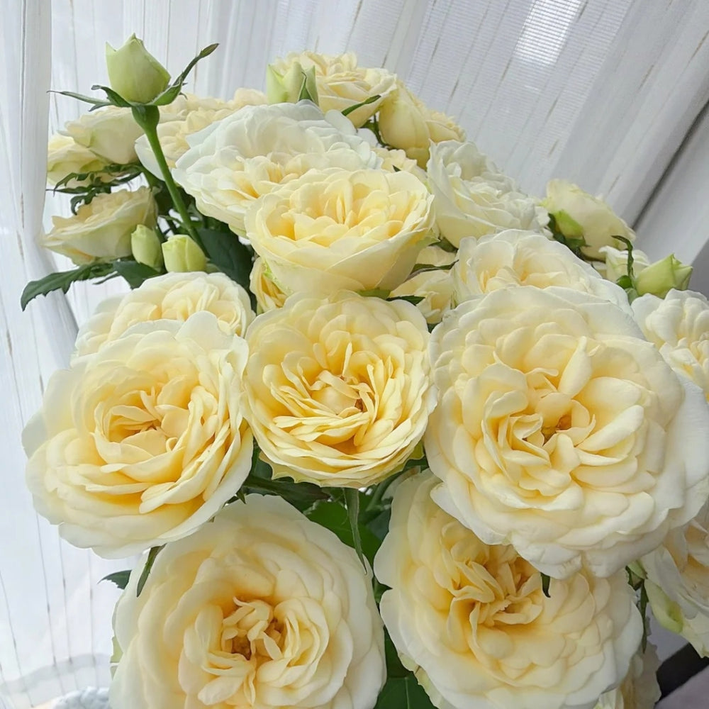 Snowball Rose