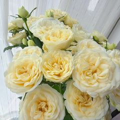 Snowball Rose