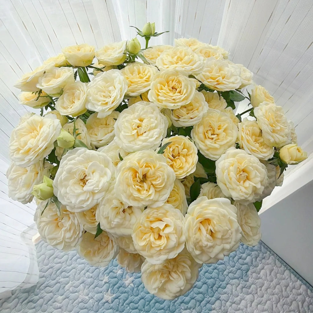 Snowball Rose