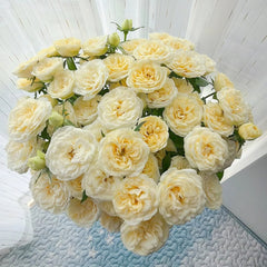 Snowball Rose