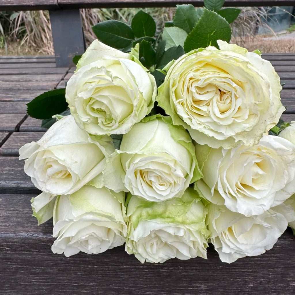 Snowball Rose