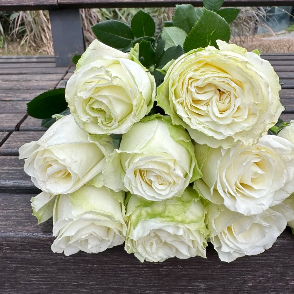 Snowball Rose