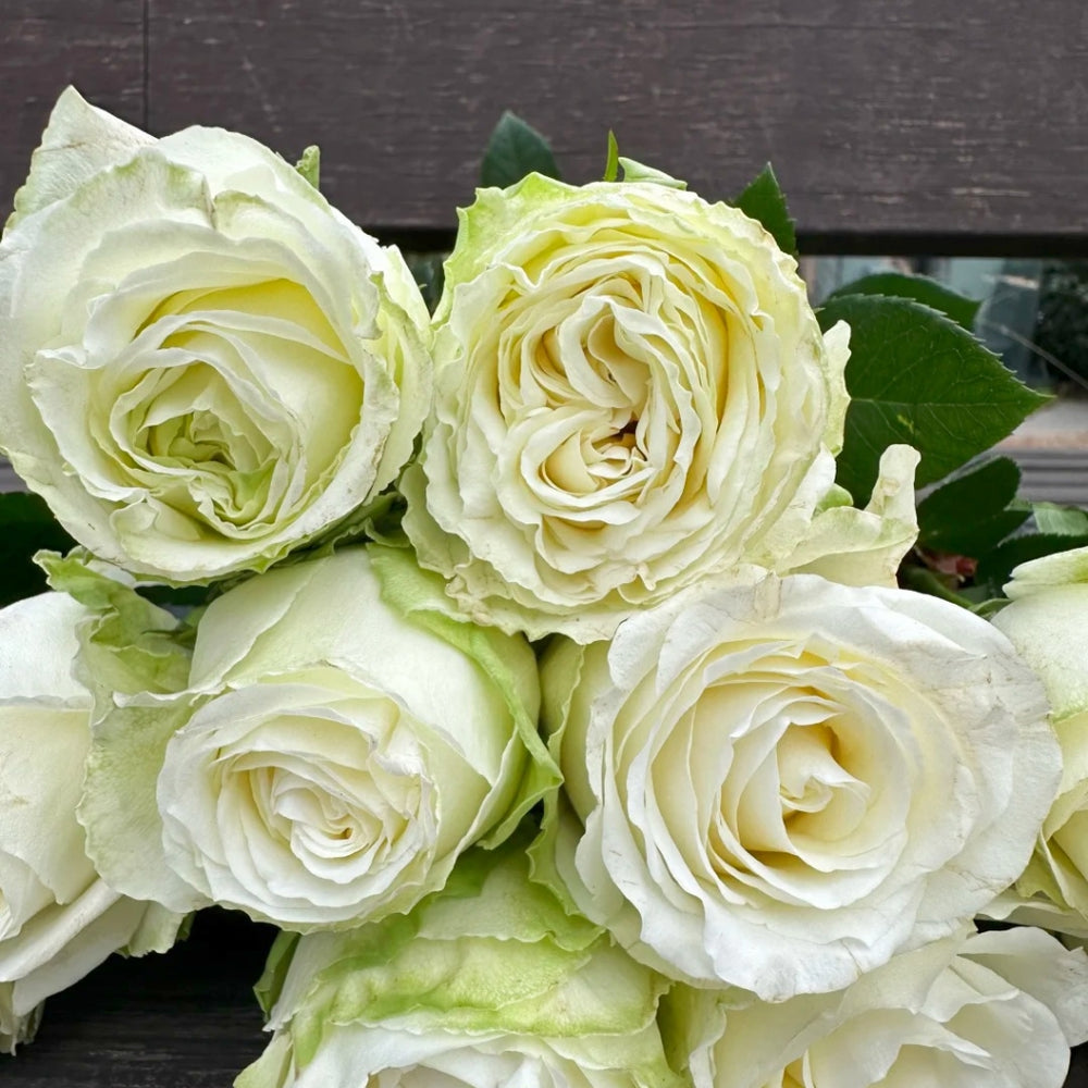 Snowball Rose