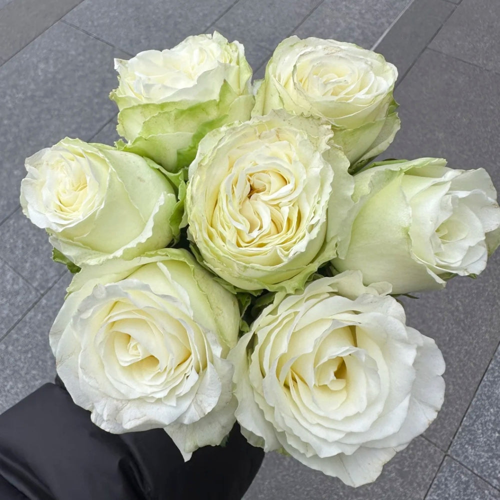 Snowball Rose