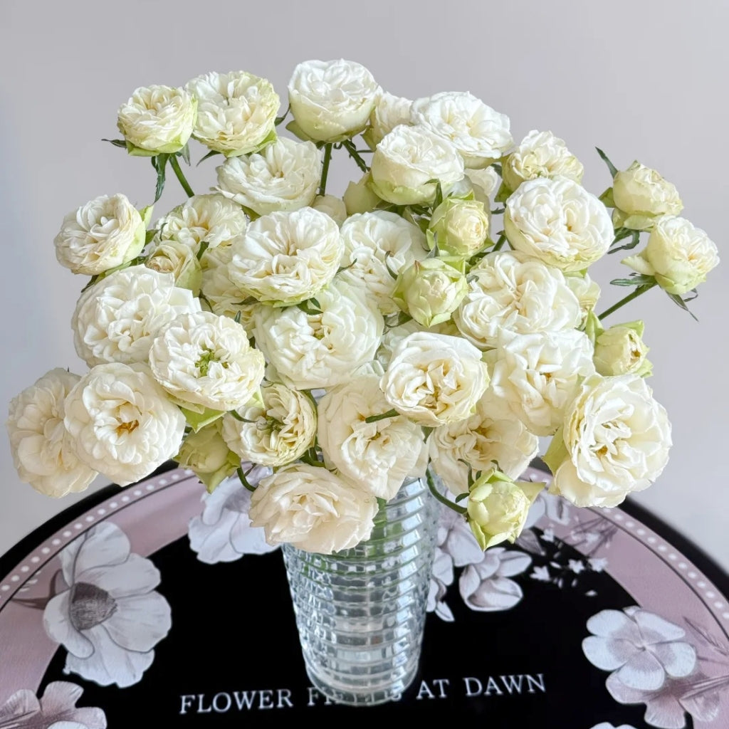 Snowball Rose