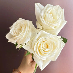 Snowdon Rose